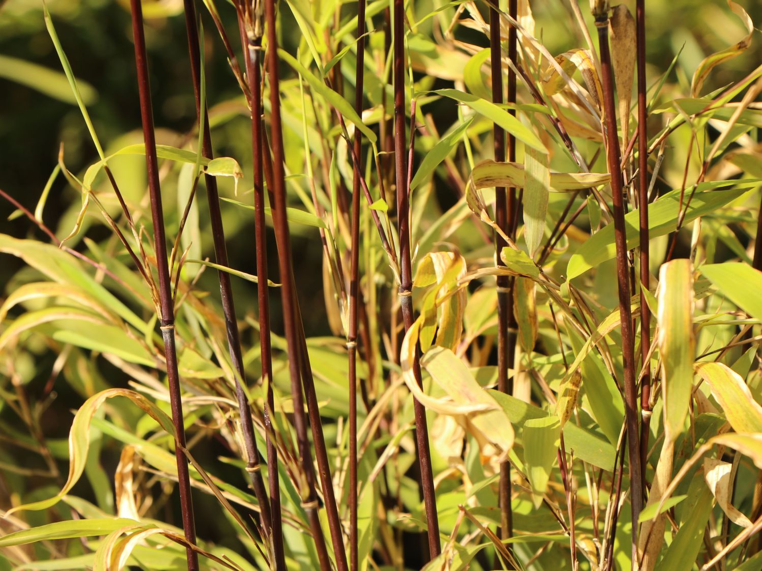 Fontänen-Schirmbambus 'Black Pearl' - Fargesia nitida 'Black Pearl'