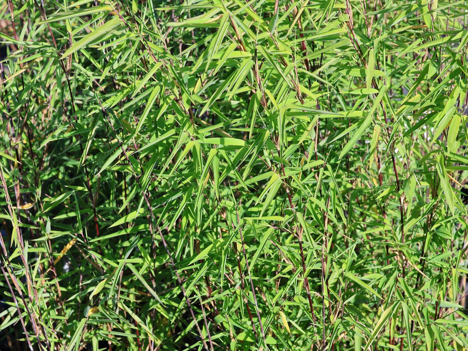 Fontänen-Schirmbambus 'Black Pearl' - Fargesia nitida 'Black Pearl'