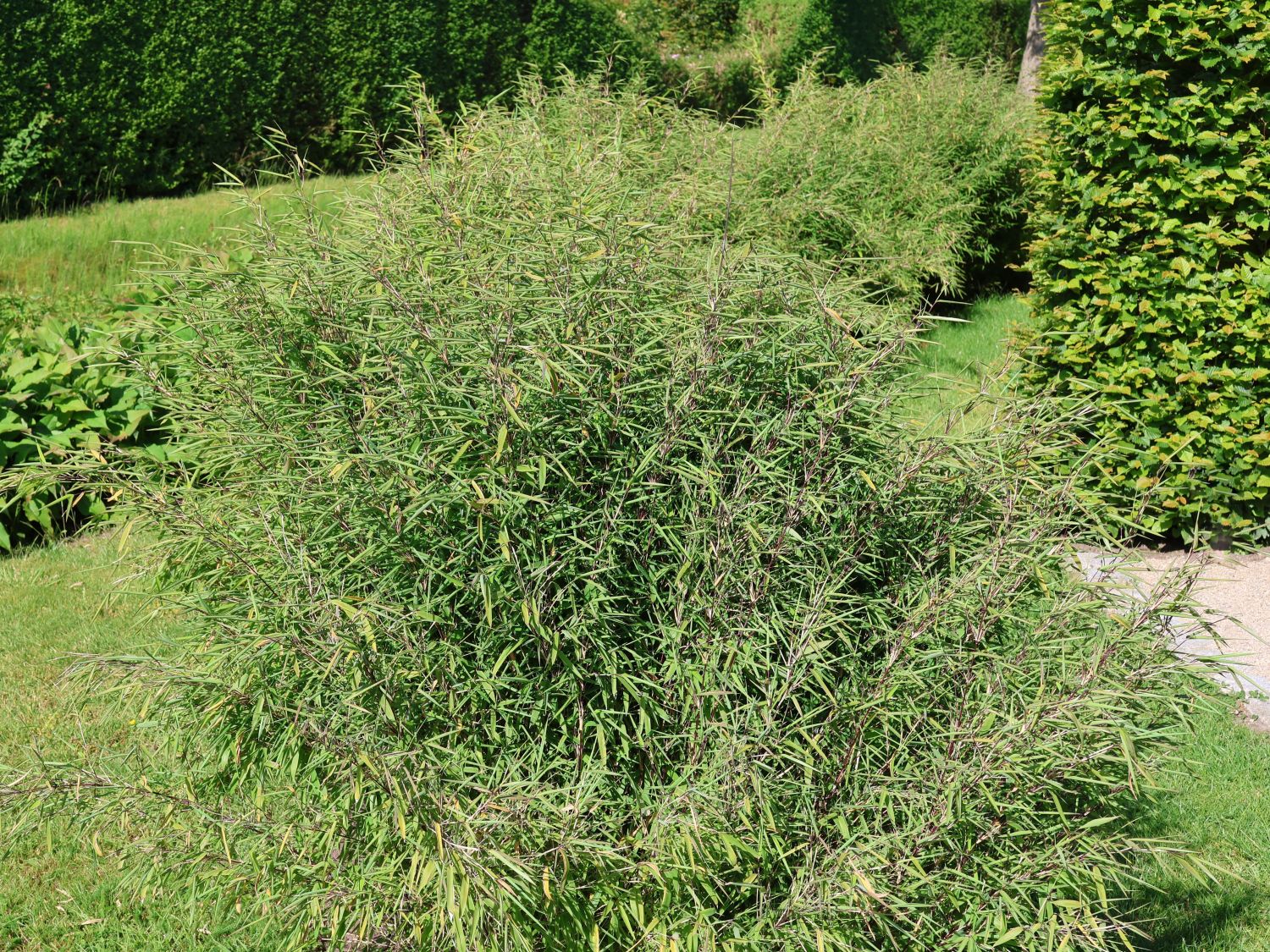 Fontänen-Schirmbambus 'Black Pearl' - Fargesia nitida 'Black Pearl'