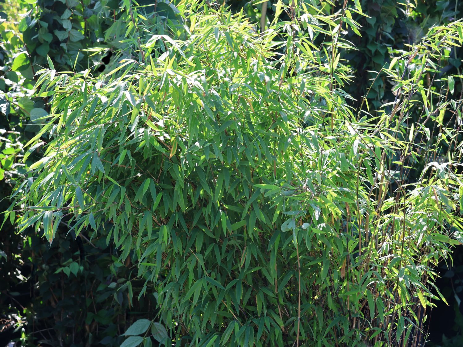 Fontänen-Schirmbambus 'Volcano' - Fargesia nitida 'Volcano'