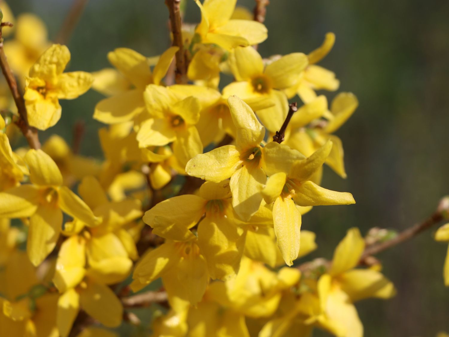 Forsythie / Goldglöckchen Buntstifter 'Lynwood' - Forsythia Buntstifter 'Lynwood'