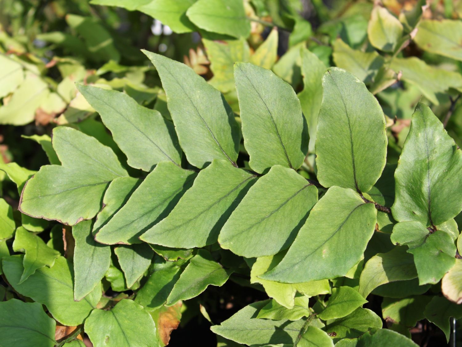 Sichelfarne (Cyrtomium)