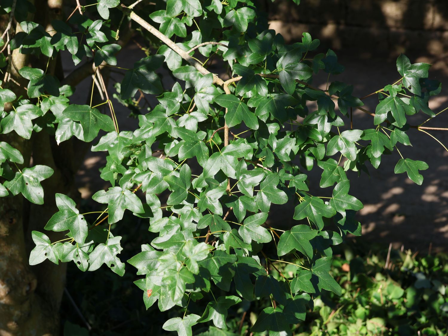 Französischer Ahorn / Felsen-Ahorn