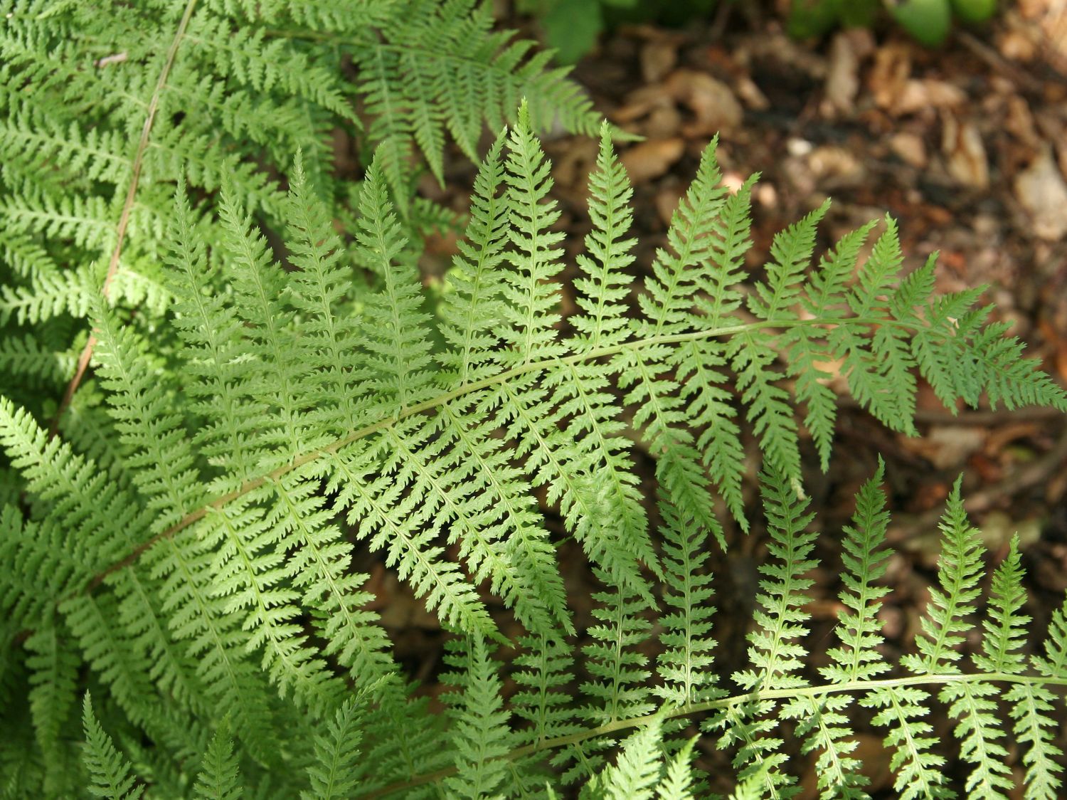 Rotstieliger Frauenfarn 'Lady in Red' - Athyrium filix-femina 'Lady in Red'