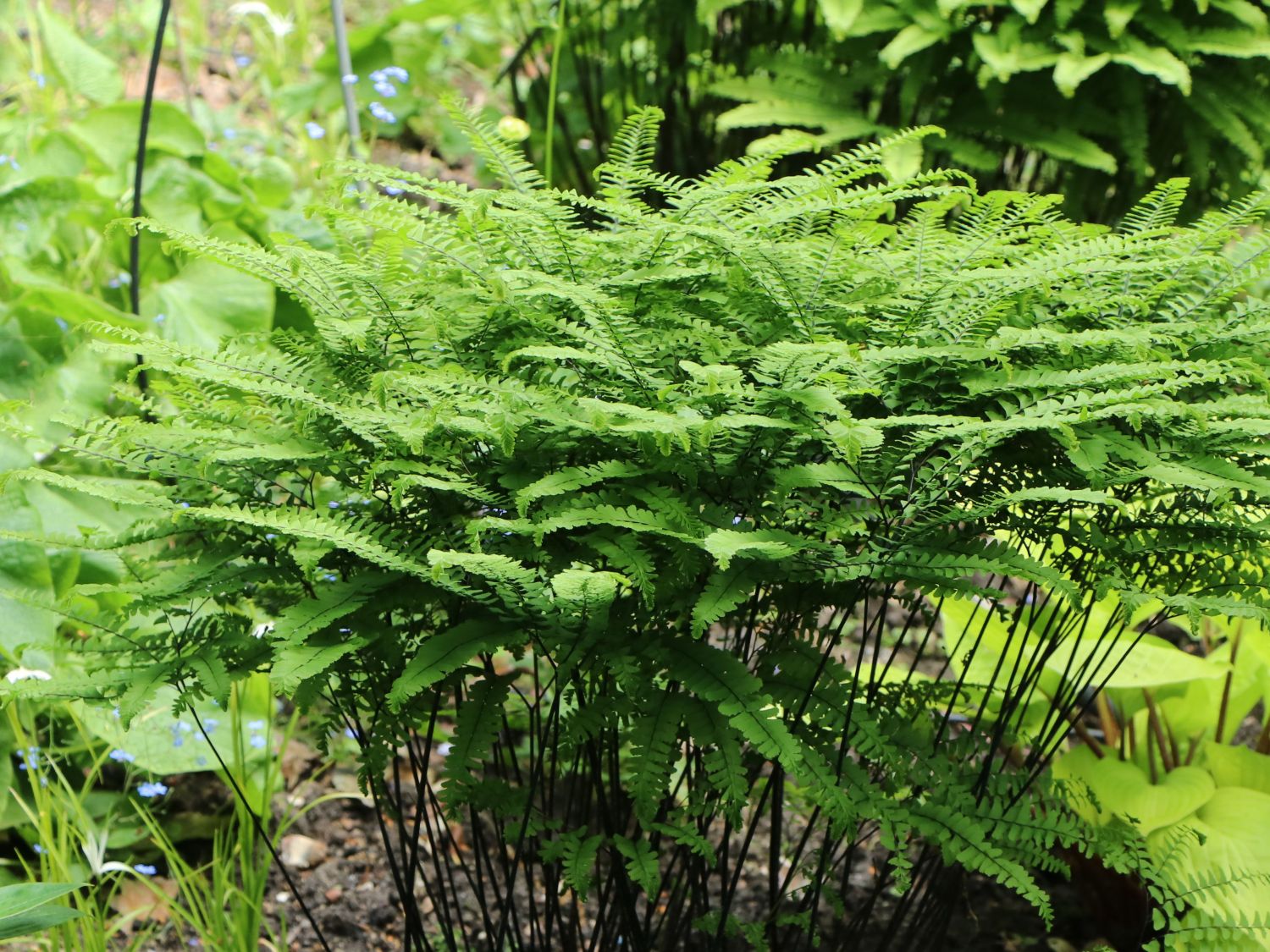 Pfauenrad-Frauenhaarfarn - Adiantum pedatum