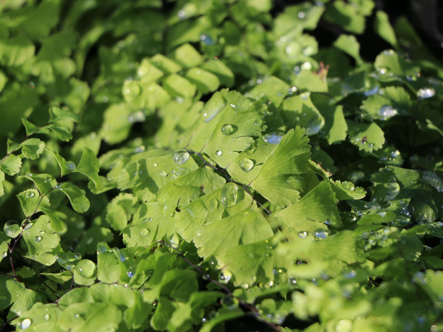 PfauenradFrauenhaarfarn (Adiantum pedatum) für Deinen Garten!