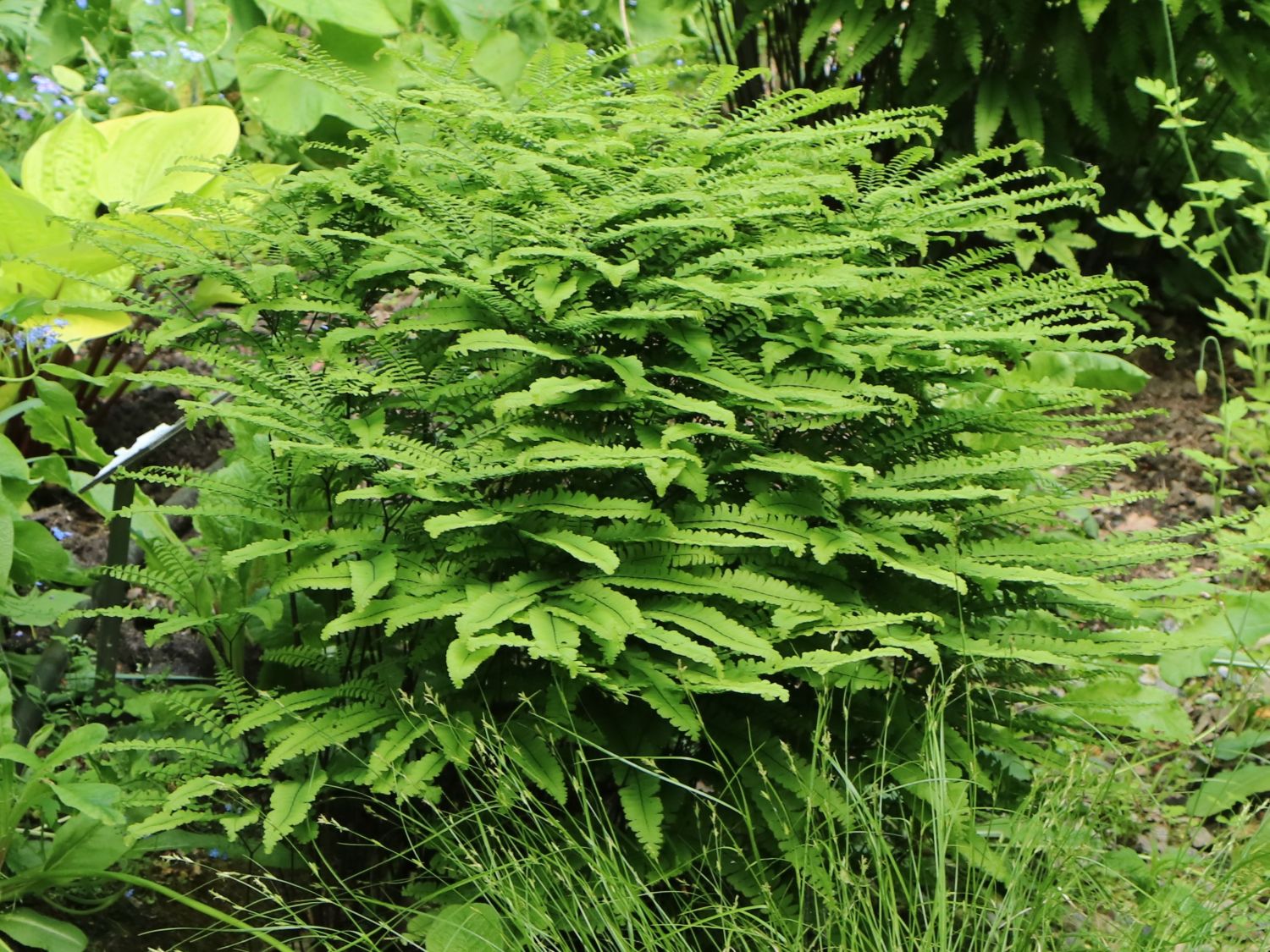 PfauenradFrauenhaarfarn (Adiantum pedatum) für Deinen Garten!