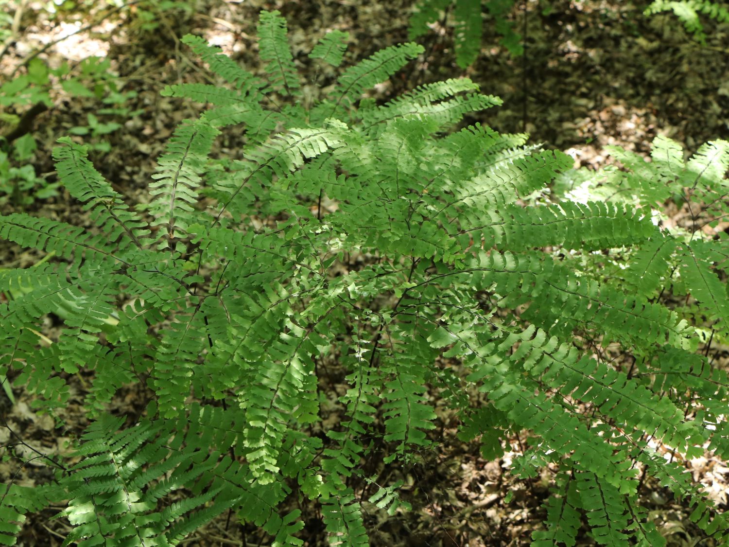PfauenradFrauenhaarfarn (Adiantum pedatum) für Deinen Garten!