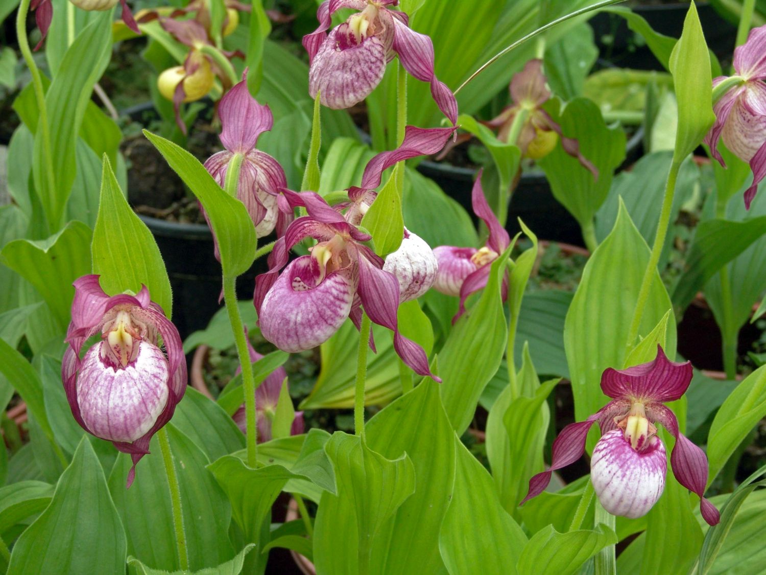 Orchideen (Orchidaceae)
