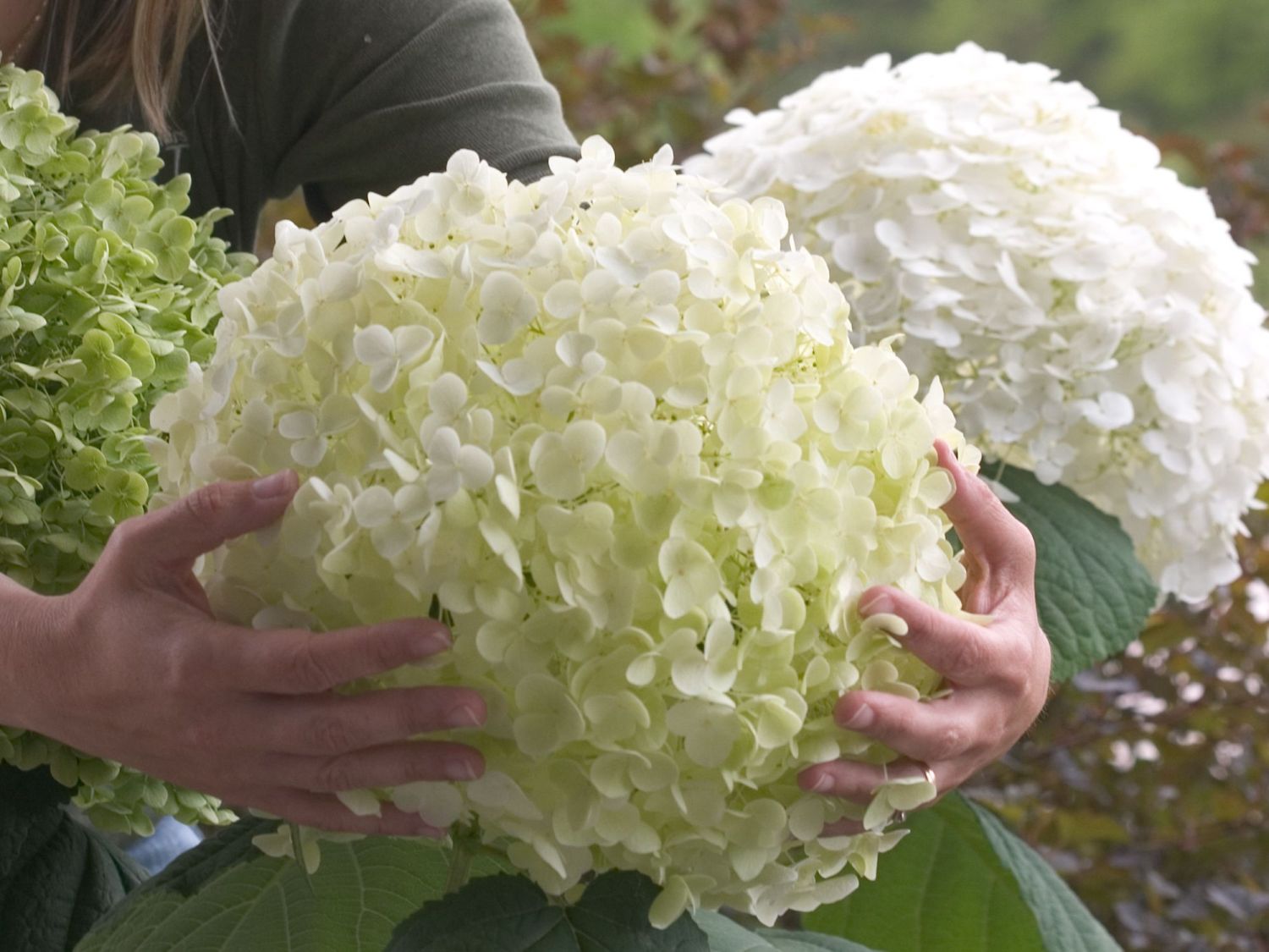 Freiland-Hortensie PROVEN WINNERS ® 'Incrediball' ® / 'Strong Annabelle' ®