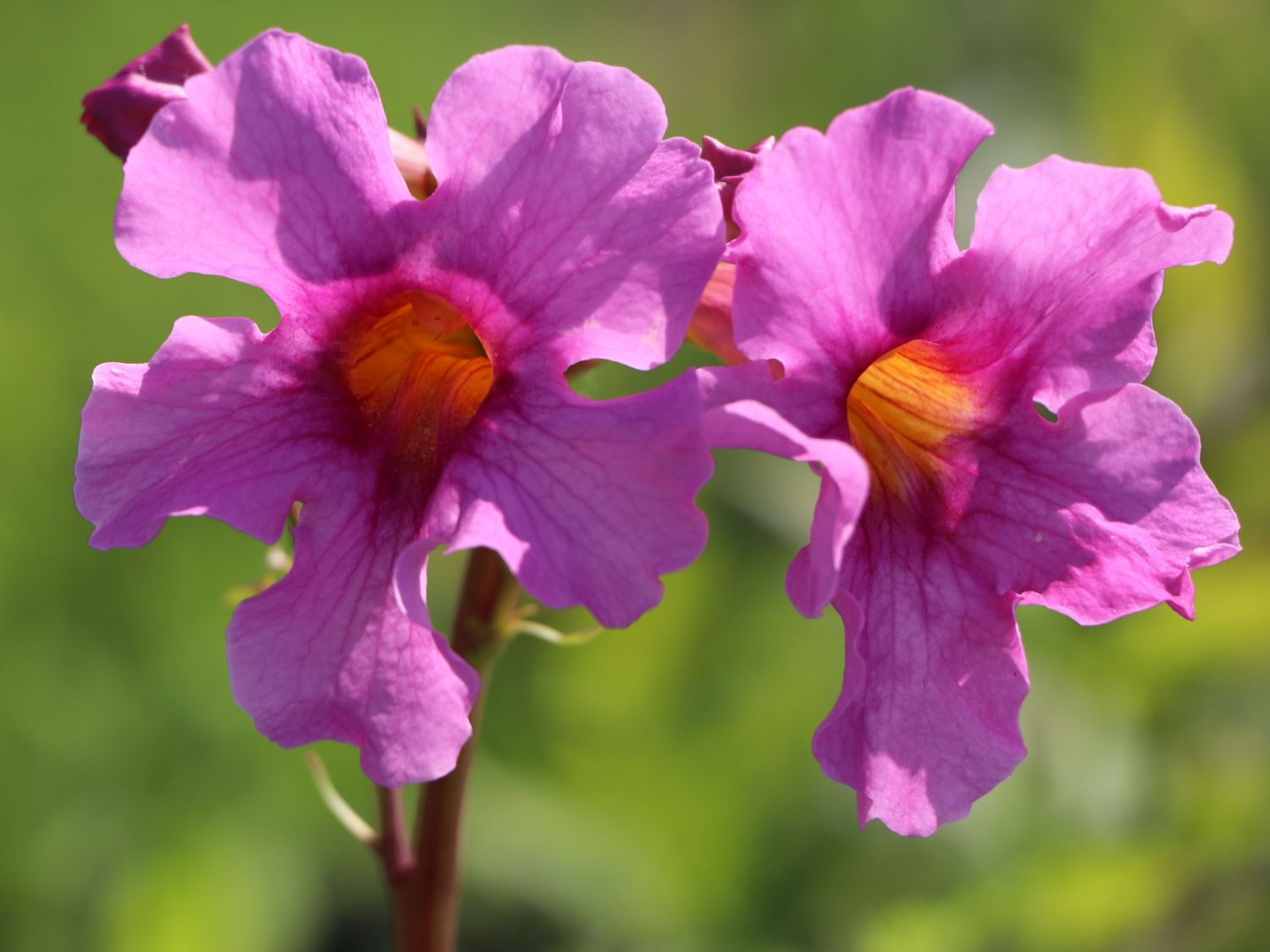 Incarvillea (Incarvillea)