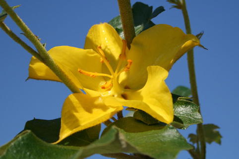 Fremontia / Flanellbusch 'Pacific Sunset' ® - Fremontodendron californicum 'Pacific Sunset' ®