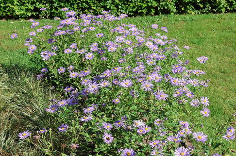 Frikarts Aster 'Mönch' - Aster x frikartii 'Mönch'