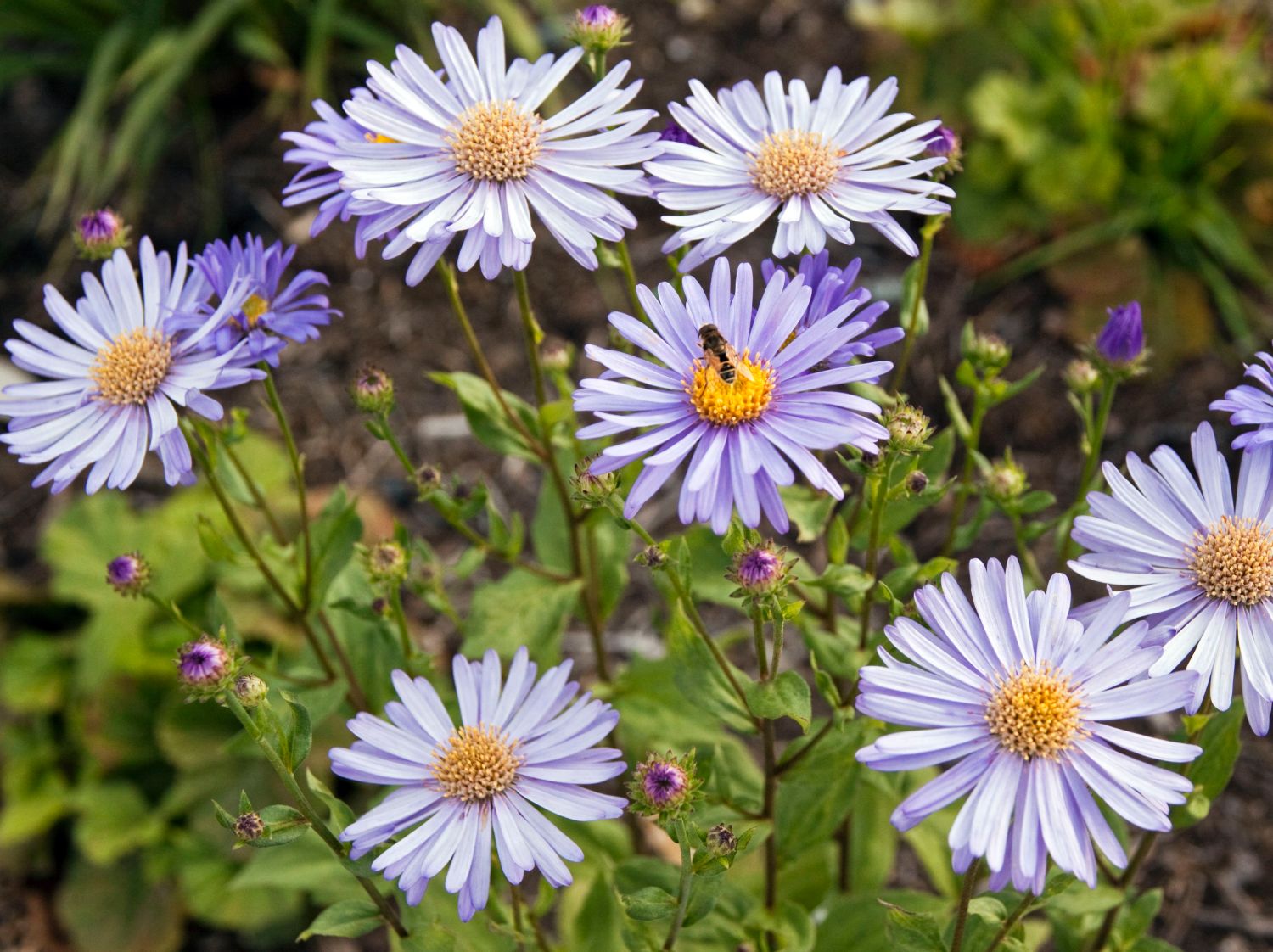 Frikarts Aster 'Wunder von Stäfa'