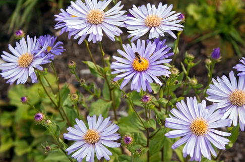 Frikarts Aster 'Wunder von Stäfa' - Aster x frikartii 'Wunder von Stäfa'