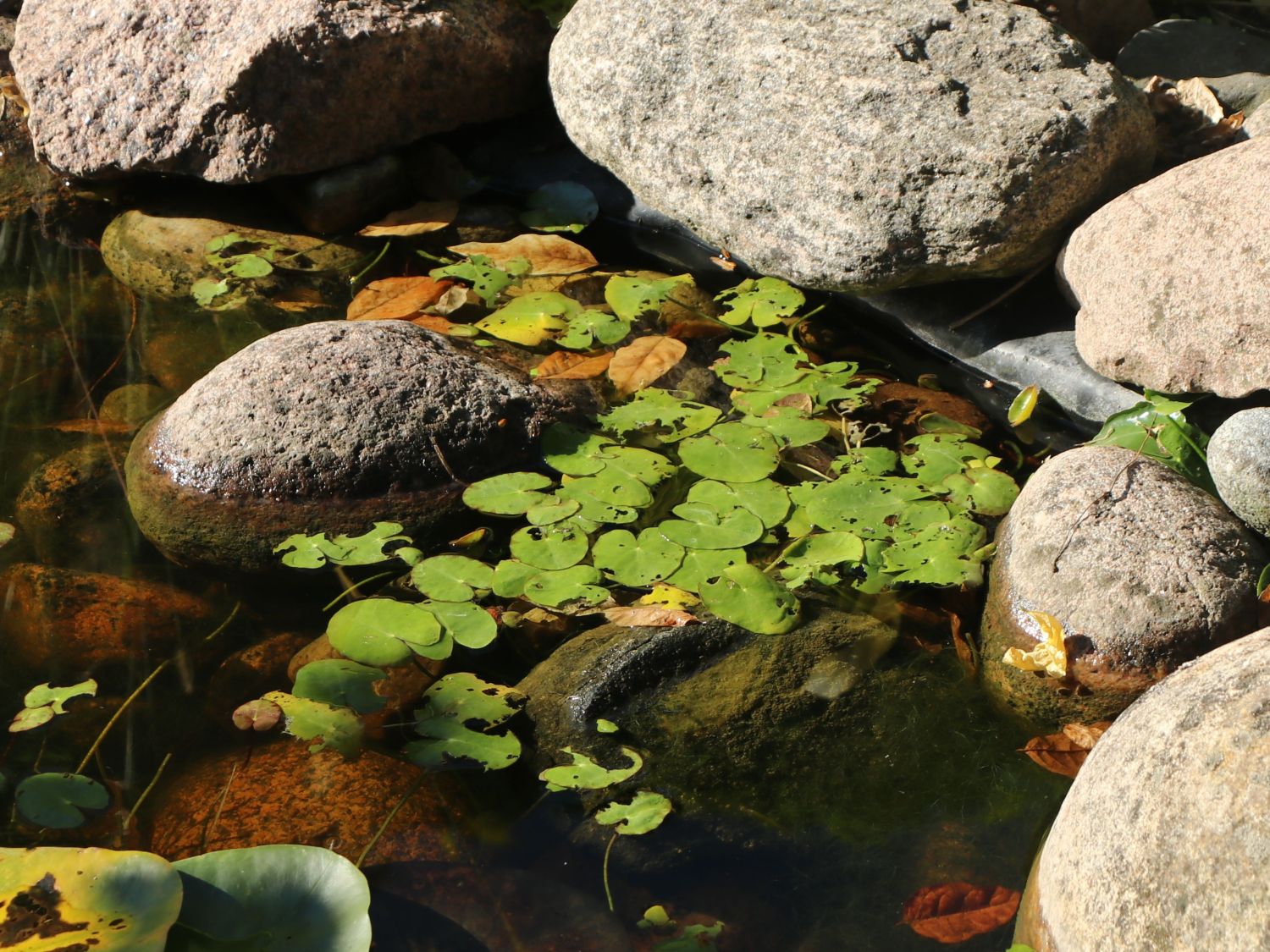 Hydrocharis (Hydrocharis)