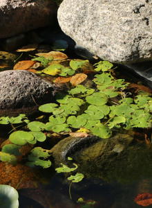 Hydrocharis (Hydrocharis)