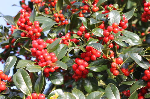 Fruchtende Stechpalme 'J. C. van Tol' - Ilex aquifolium 'J. C. van Tol'