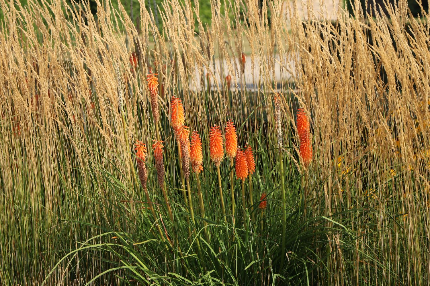 Frühblühende Fackellilie