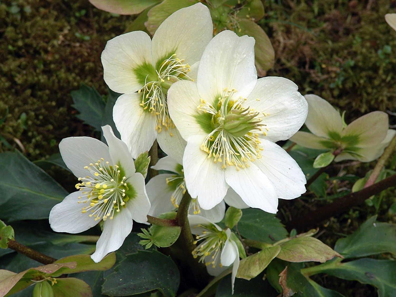 Frühblühende Garten Christrose 'Praecox'