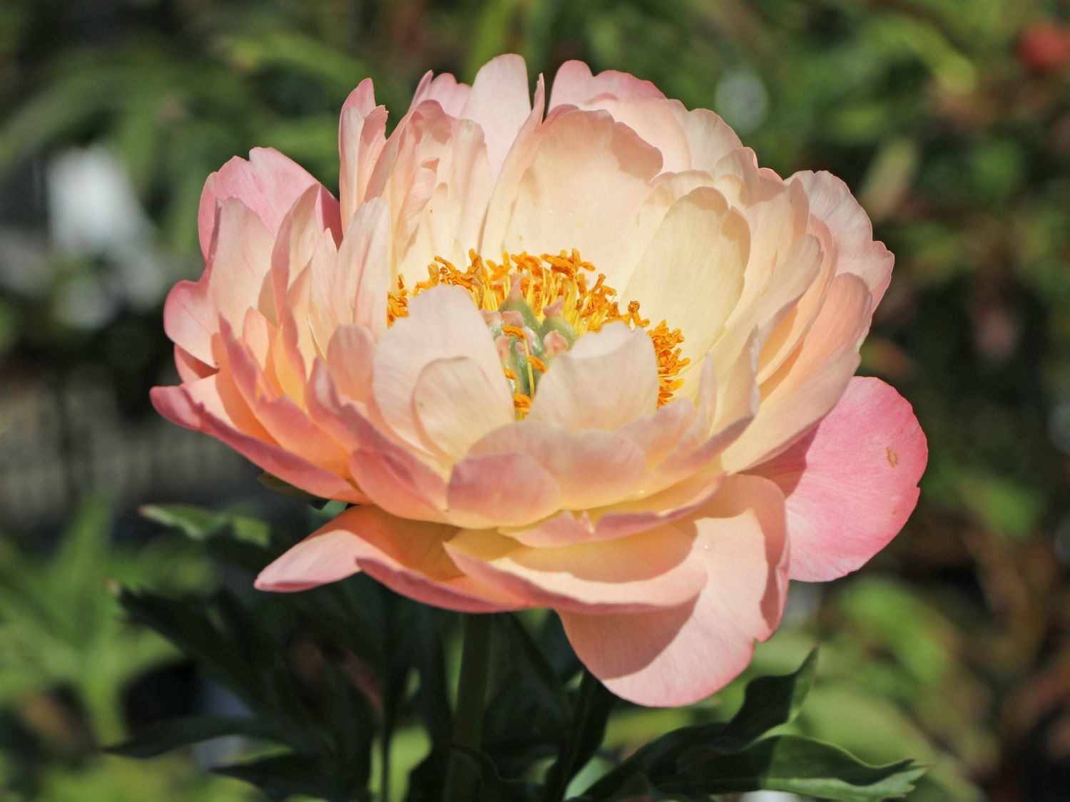 Frühblühende Pfingstrose 'Coral Sunset' - Paeonia x hybrida 'Coral Sunset'
