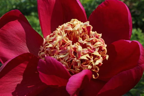 Frühblühende Pfingstrose 'Nippon Beauty' - Paeonia x hybrida 'Nippon Beauty'