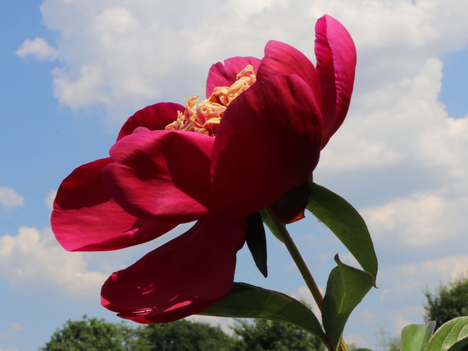 Frühblühende Pfingstrose 'Nippon Beauty' - Paeonia x hybrida 'Nippon Beauty'