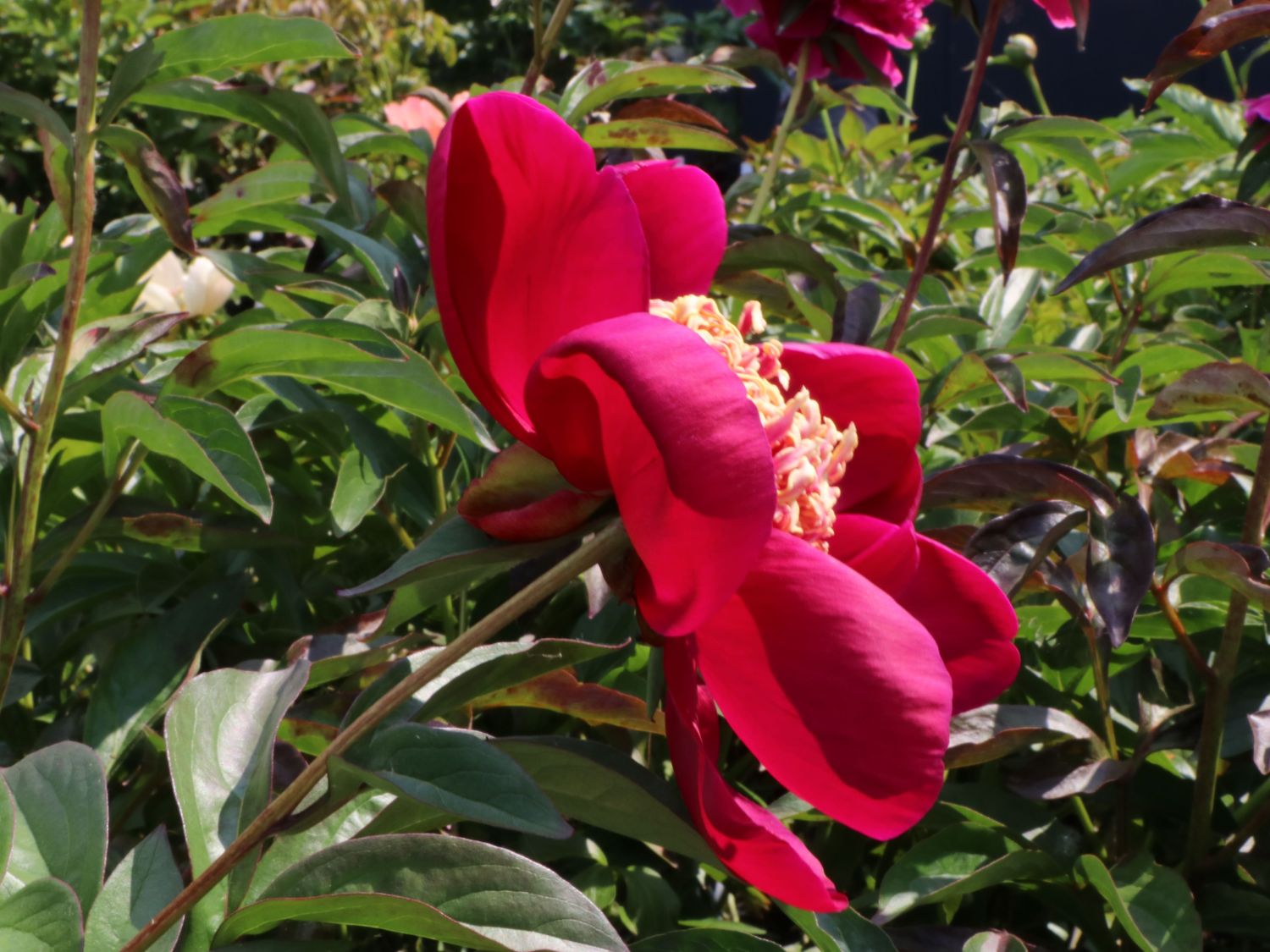 Frühblühende Pfingstrose 'Nippon Beauty' - Paeonia x hybrida 'Nippon Beauty'