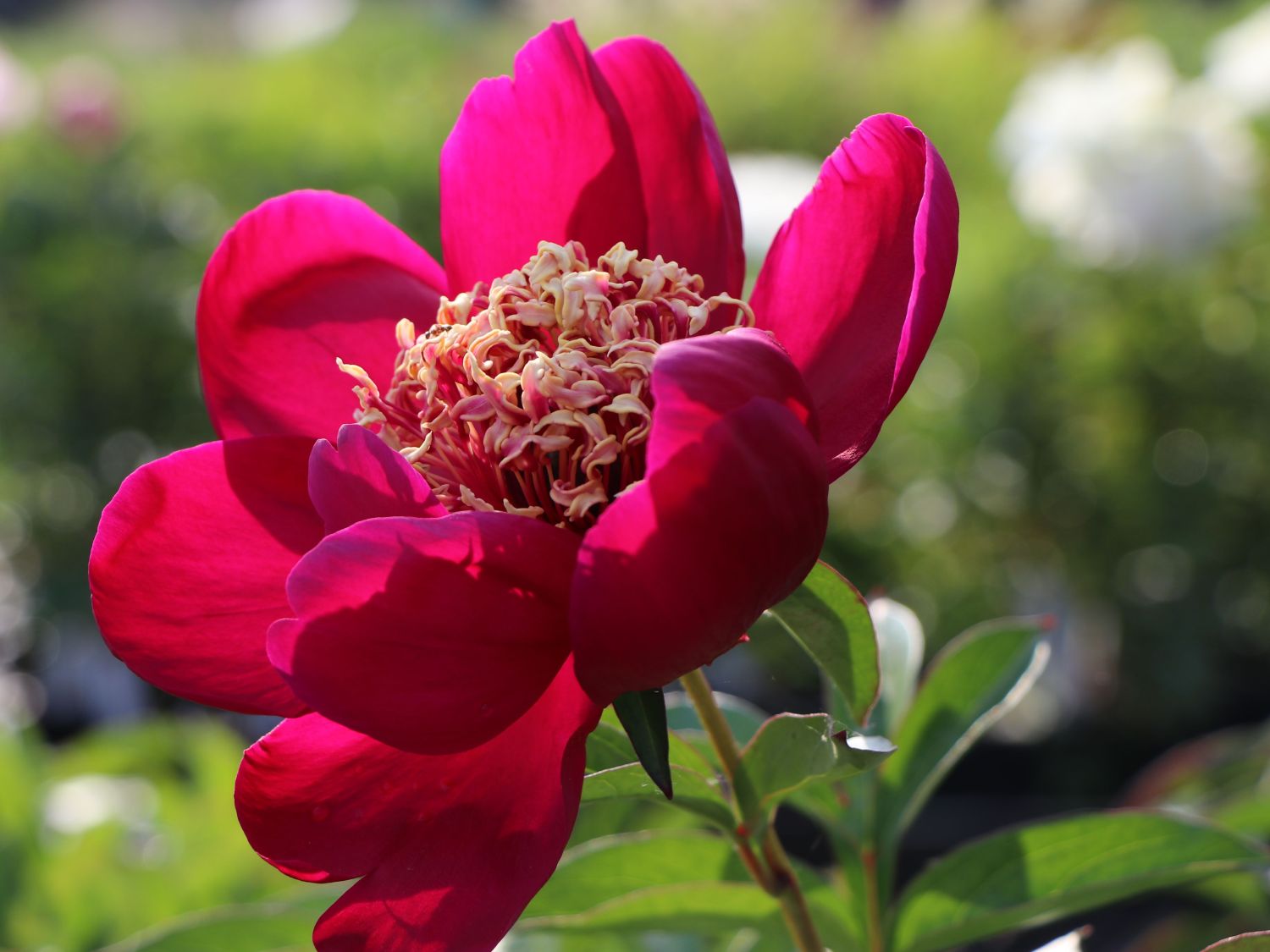 Frühblühende Pfingstrose 'Nippon Beauty' - Paeonia x hybrida 'Nippon Beauty'