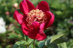 Frühblühende Pfingstrose 'Nippon Beauty' - Paeonia x hybrida 'Nippon Beauty'