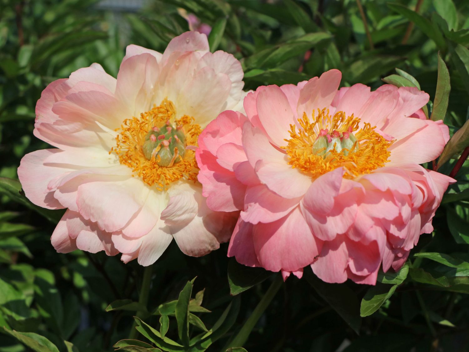 Frühblühende Pfingstrose 'Pink Hawaiian Coral'