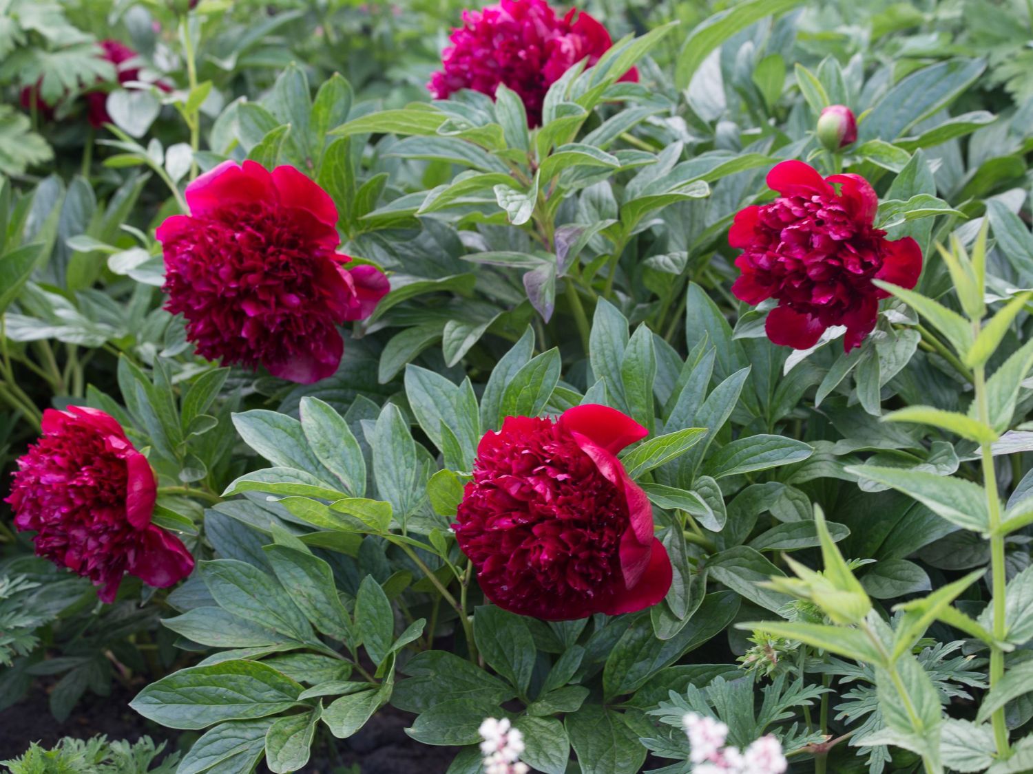 Asiatische Pfingstrose 'Red Charme'