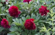 Asiatische Pfingstrose 'Red Charme'