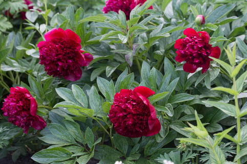 Asiatische Pfingstrose 'Red Charme' - Paeonia lactiflora 'Red Charme'