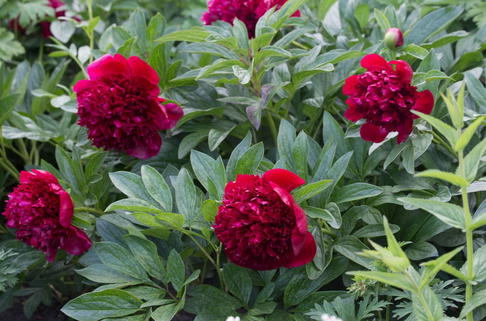 Asiatische Pfingstrose 'Red Charme' - Paeonia lactiflora 'Red Charme'