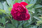 Asiatische Pfingstrose 'Red Charme' - Paeonia lactiflora 'Red Charme'
