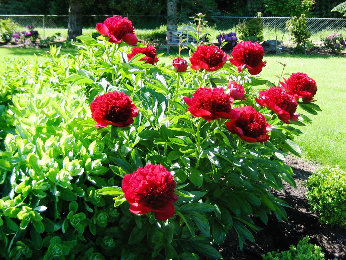 Asiatische Pfingstrose 'Red Charme' - Paeonia lactiflora 'Red Charme'