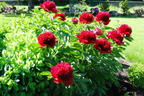 Asiatische Pfingstrose 'Red Charme' - Paeonia lactiflora 'Red Charme'