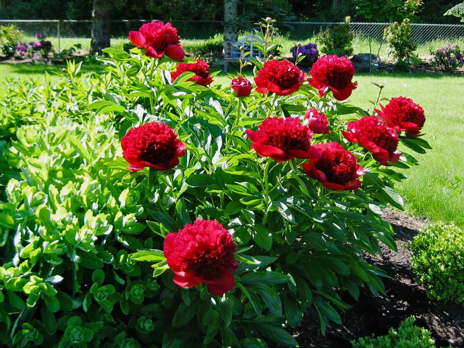 Frühblühende Pfingstrose 'Red Charme' - Paeonia x hybrida 'Red Charme'