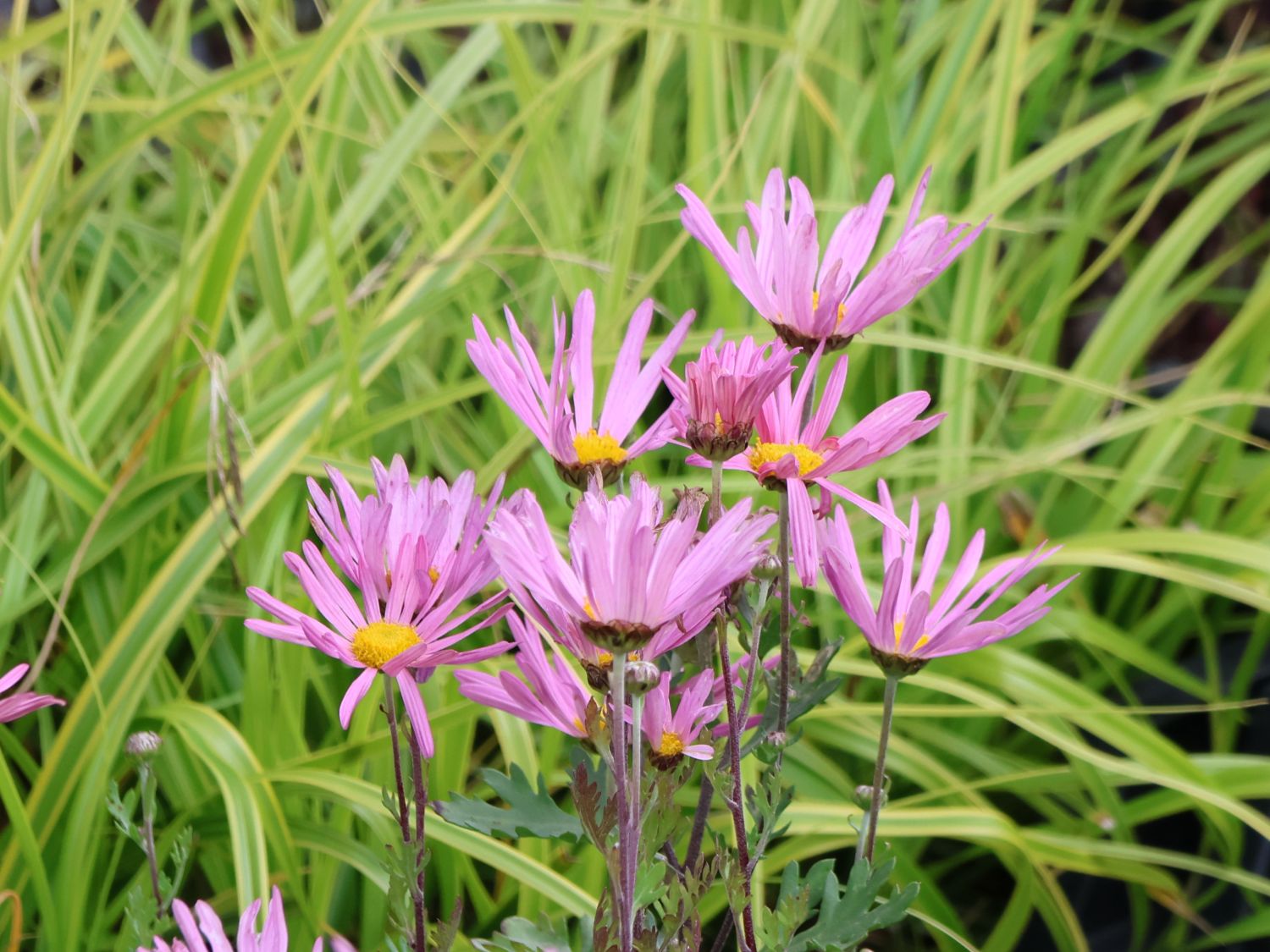 Frühblühende Winteraster 'Clara Curtis'