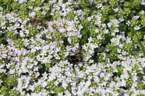 Frühblühender Thymian 'Albiflorus' - Thymus praecox 'Albiflorus'