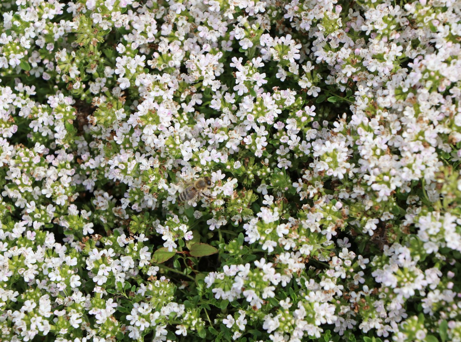Frühblühender Thymian 'Albiflorus' - Thymus praecox 'Albiflorus'