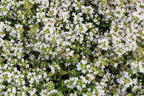 Frühblühender Thymian 'Albiflorus' - Thymus praecox 'Albiflorus'