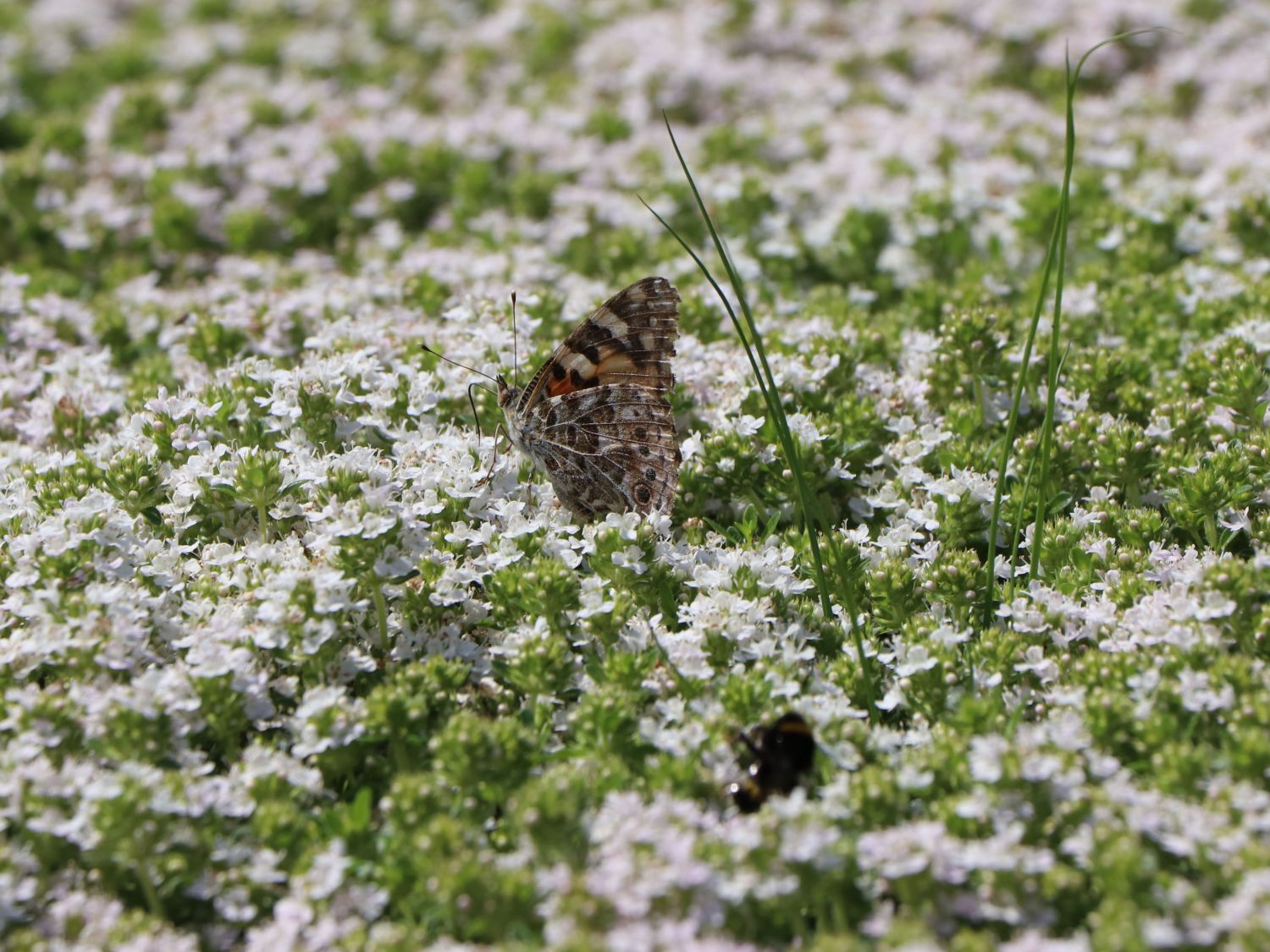 Frühblühender Thymian 'Albiflorus' - Thymus praecox 'Albiflorus'