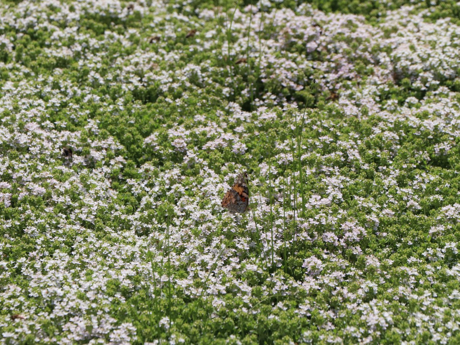 Frühblühender Thymian 'Albiflorus' - Thymus praecox 'Albiflorus'
