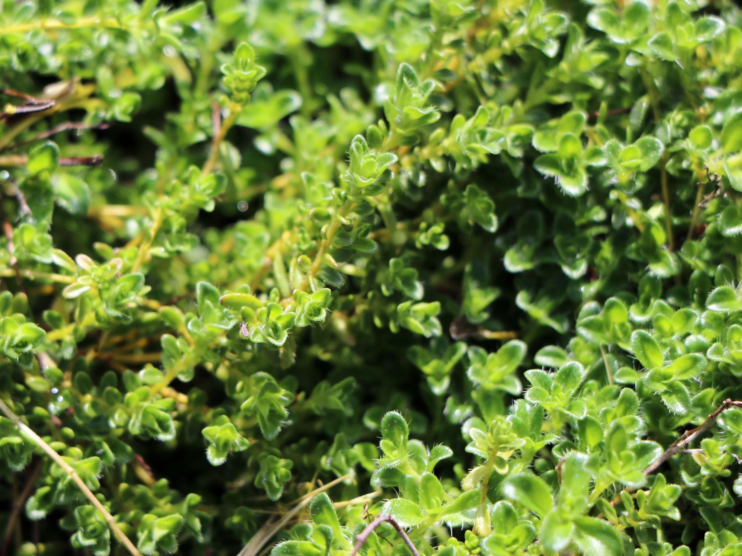 Frühblühender Thymian 'Albiflorus' - Thymus praecox 'Albiflorus'