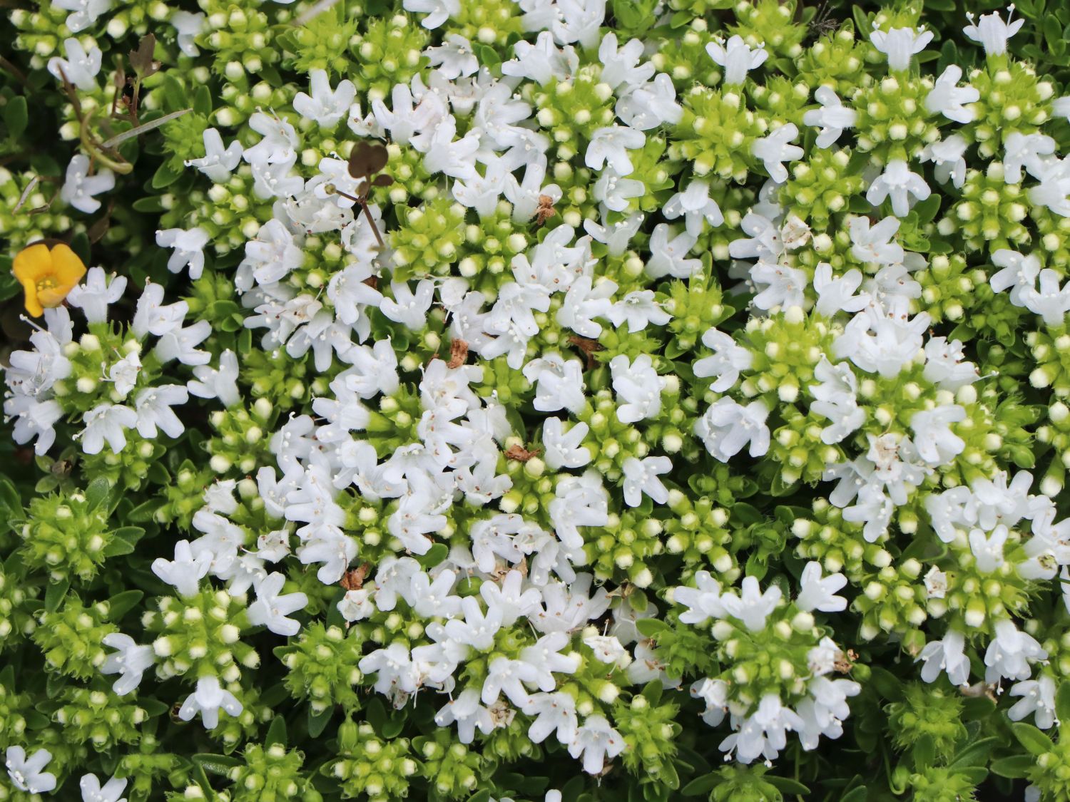 Frühblühender Thymian 'Albiflorus' - Thymus praecox 'Albiflorus'