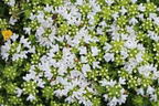 Frühblühender Thymian 'Albiflorus' - Thymus praecox 'Albiflorus'