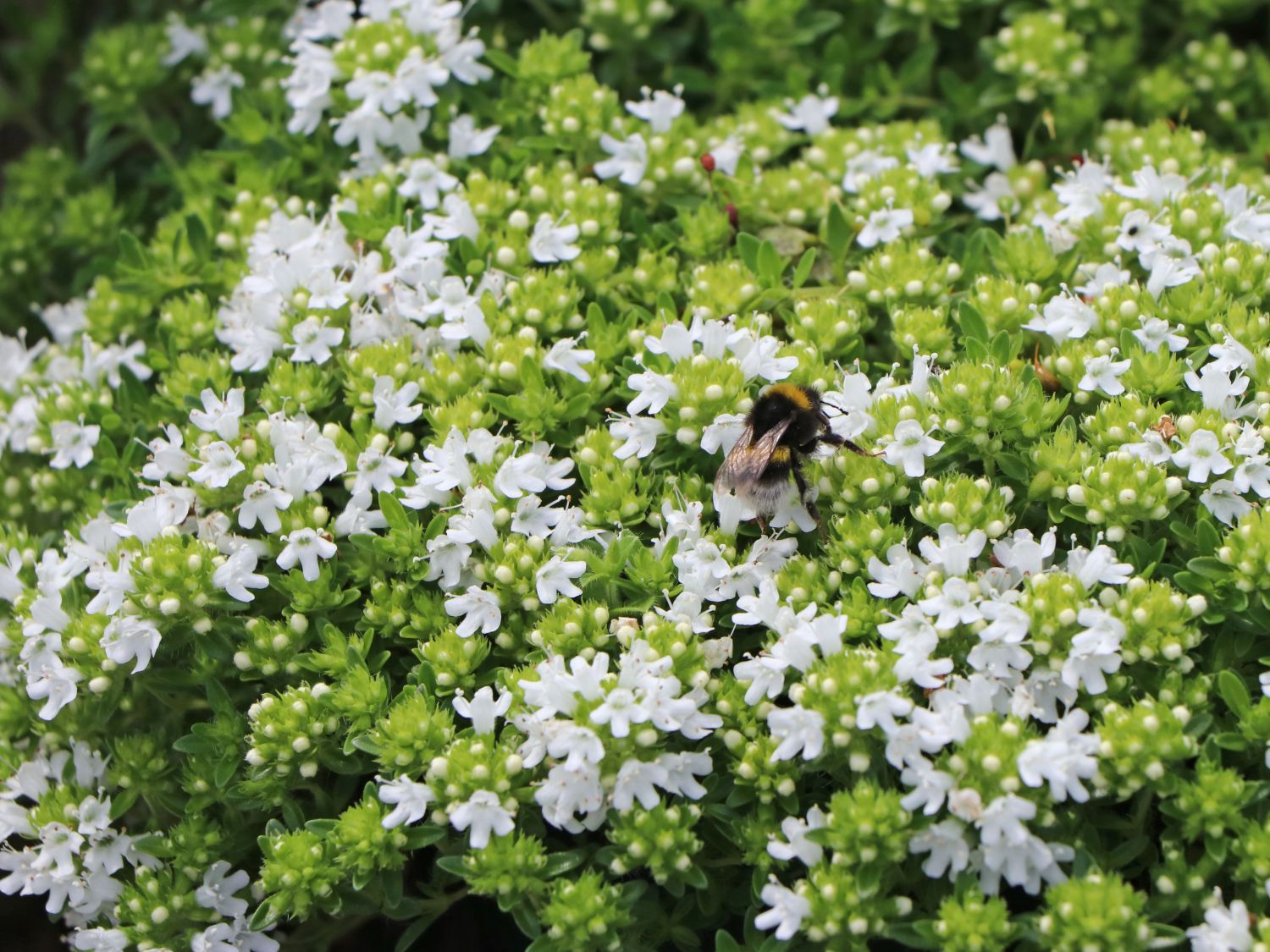 Frühblühender Thymian 'Albiflorus' - Thymus praecox 'Albiflorus'
