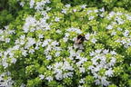 Frühblühender Thymian 'Albiflorus' - Thymus praecox 'Albiflorus'